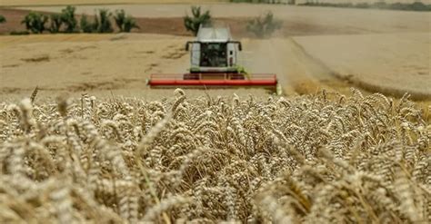 1 dönüm tarladan kaç kilo buğday çıkar